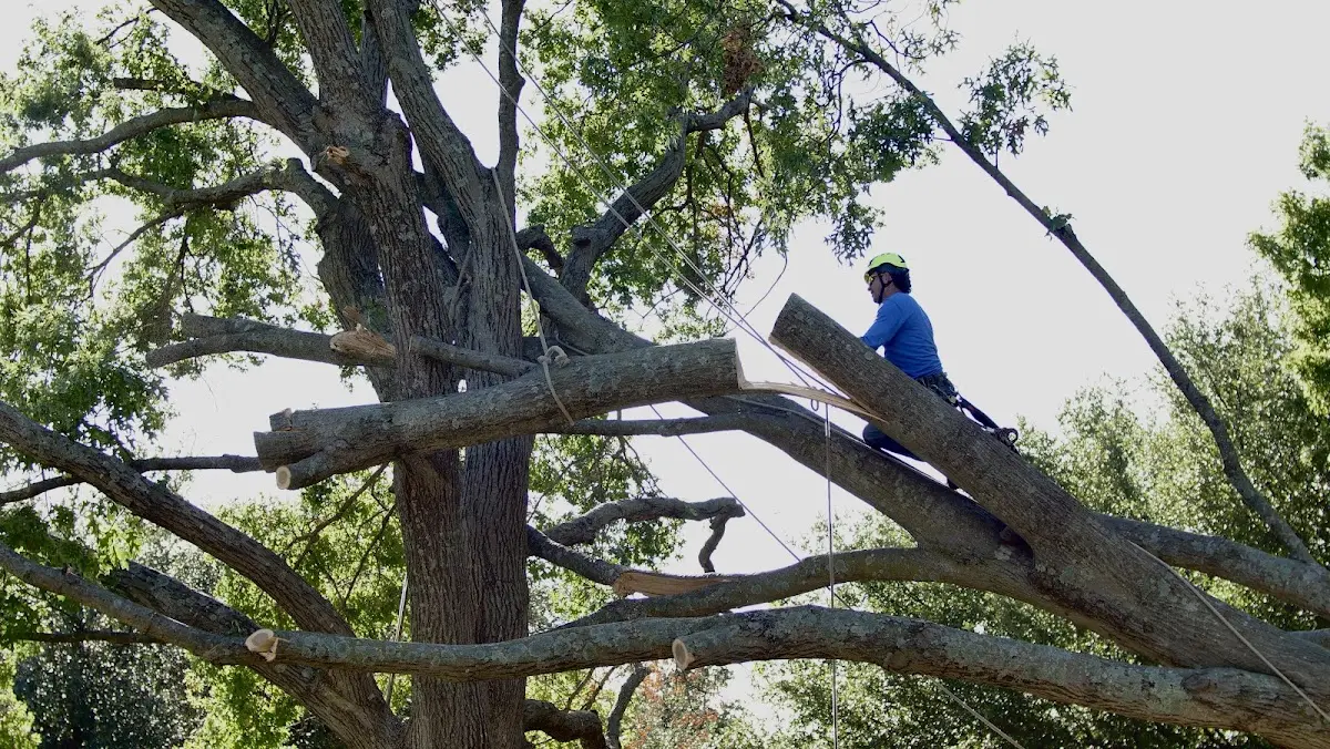 Professional Crown Thinning performed by certified arborists in San Benito