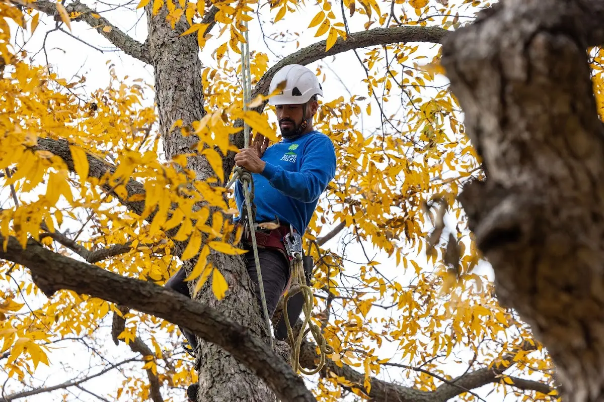 Skilled Storm Damage Cleanup crew working in San Benito