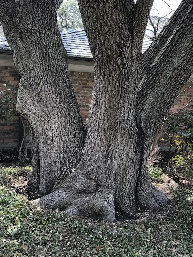 Mature heritage tree close to a San Benito property cared for by certified arborists